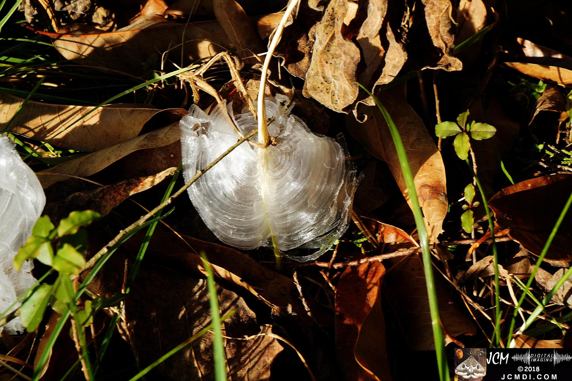 Ice Flowers at Old Hickory Lake, TN